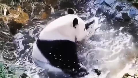 peaceful time panda