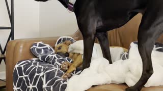 Dog Sits on Friend Without Permission and Her Eyes Say it All