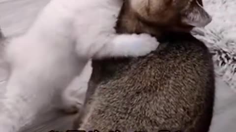 Funniest Cat And Dogs 😂 Funny Animal Videos 2023
