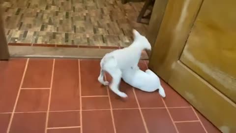 Awesome Puppies Doing Funny Thing in House - Cute Dogs - Pet Video Compilation 2022