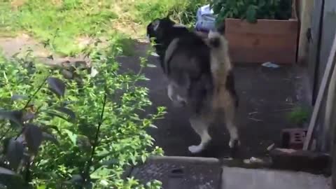 Husky Excited To Play With Best Friend