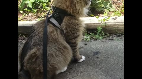 Petunia's Outdoor Adventure