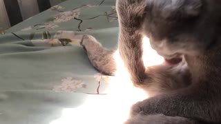 Cat is Passionate About Washing its Tail