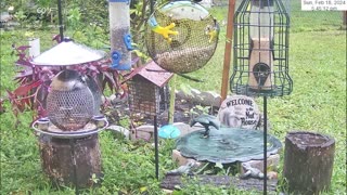 Florida Bird Feeder SWFL Live Camera HD