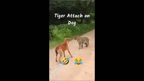 Funny dog and cheetah video