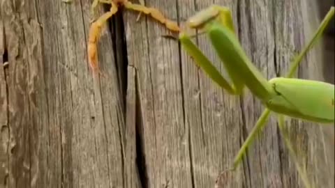 Mantis VS Scorpion