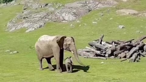 I love how the mother is right there for the baby ❤️🐘