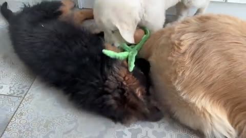 Golden Retriever Puppy vs German Shepherd Puppy [Cuteness Overload]