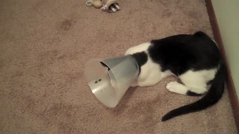 Kittens vs. the E-Collar / Cone of Shame