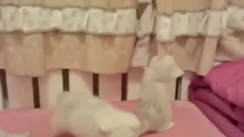 kitten playing on bed