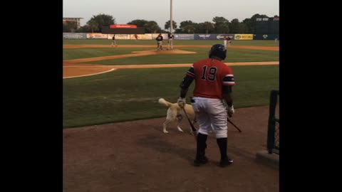 Dog acts as "bat boy" for pro baseball team