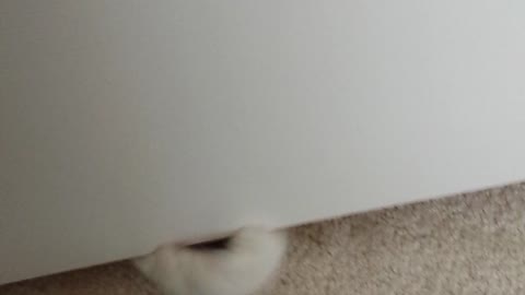 Kitten Playing Under Door