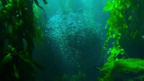 Fish in the ocean amazing view