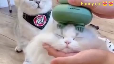 Amazing telent | cat Funny moments | cat eating food smartly....