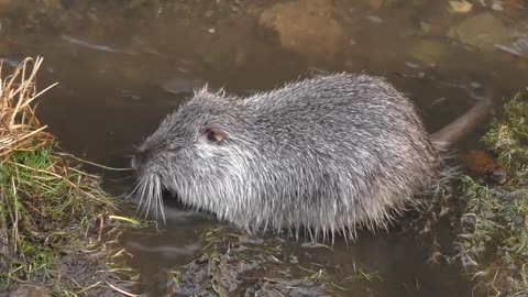 Nutria Animal Rodent