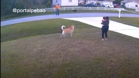 Dog saves child from attack by another dog.