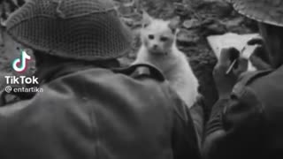 Cats in war