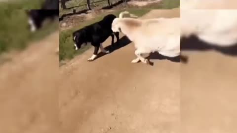 Animals being assholes