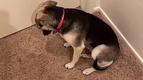 Guilty Puppy Plays Dead after Getting Caught