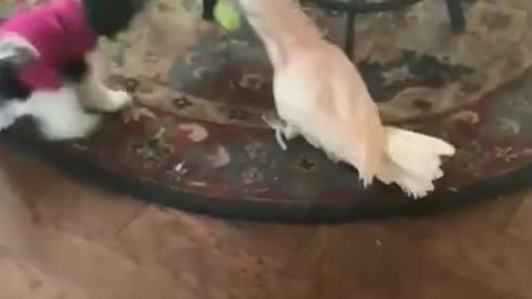 Parrot And Puppy Play Fetch With Ball