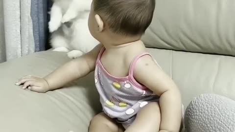Cute dog play with baby