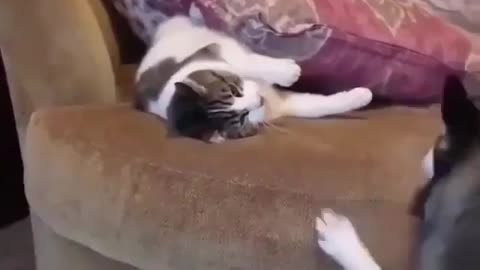 Funny animal videos|Cute animal videos |Funny dog&cat videos|Hilarious pet videos|Funny video