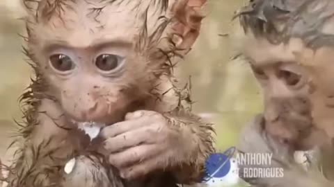 Baby monkeys are fed after being rescued from the flood. My heart melted! 💓🤗🤗