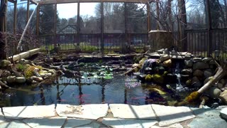 koi and goldfish pond 200406 - overview