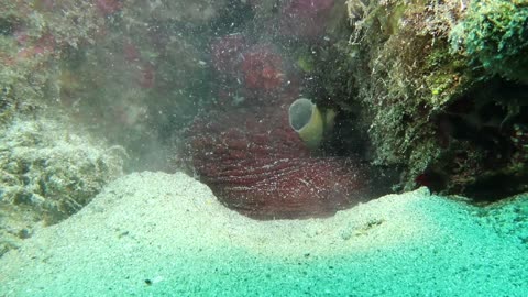 Octopus Cyanea Throws Sand at Camera