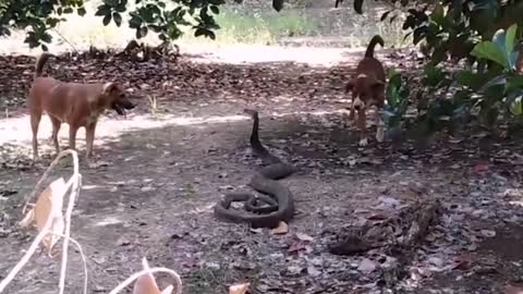 Dogs vs King Cobra