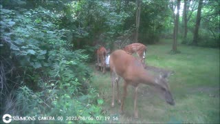 Backyard Trail Cams - Doe with Fawns