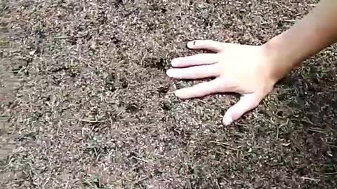 Ants attacked a man's hand