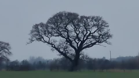 A Tree In A Field In Great Britain.
