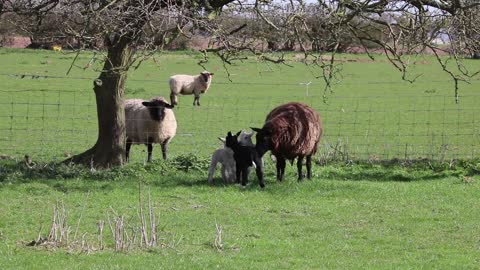 family lamb