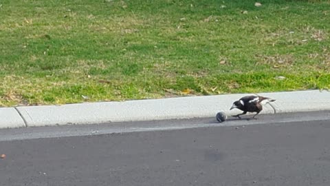 Magpie Plays With Rolling Ball