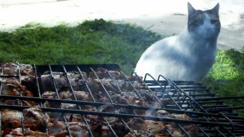 Cat Chicken barbecue and cat is wait chicken recipe,cancer and chicken meat