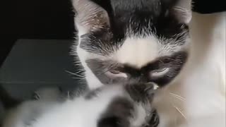 Father and Daughter Cats Share the Same 'Mask'