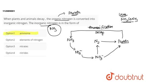 When plants and animals decay , the organic nitrogen is converted into inorganic nitrogen