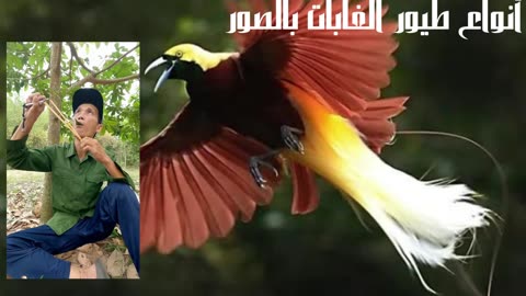 Types of forest birds with pictures