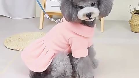 Jecikelon Pet Dog Clothes Dog