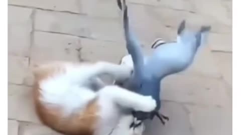 Cat fighting pigeon