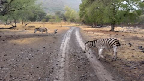 Beautiful zebra crossing