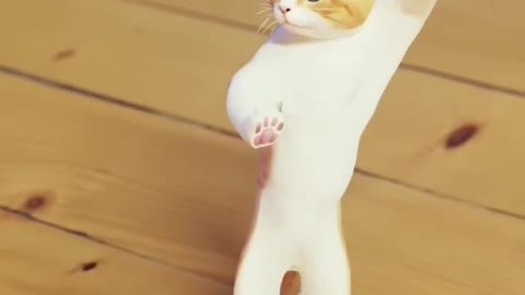 funny cat dance