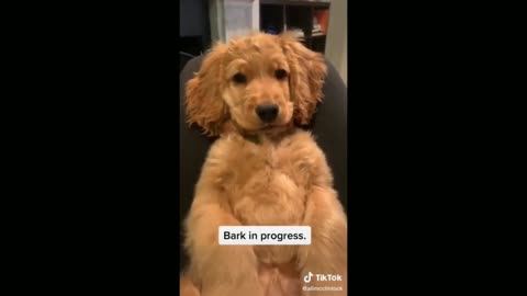 Cute Dog Playing With Its Owner - TikTok Dogs (Funny Animals #375)