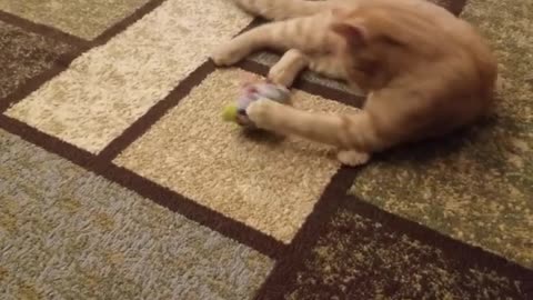 Kitten gets platypus stuck to his paw