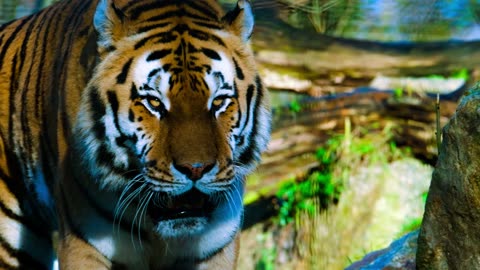 Unique Tigers Collection 8K HDR 60FPS ULTRA HD