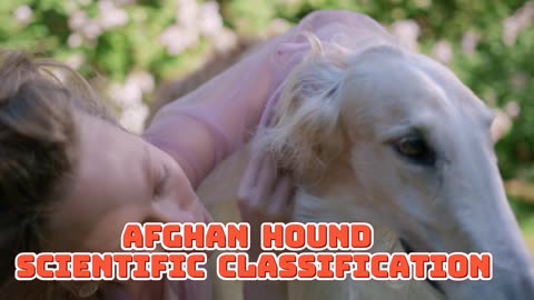 Afghan Hound Scientific Classification | National Geographic 24