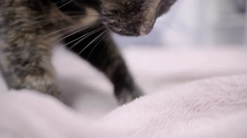 Cat making biscuits on bed blanket