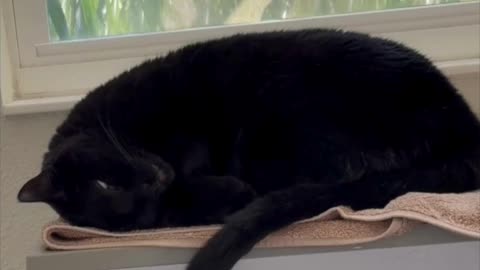 Adopting a Cat from a Shelter Vlog - Cute Precious Piper Gets Comfortable While Sleeping #shorts