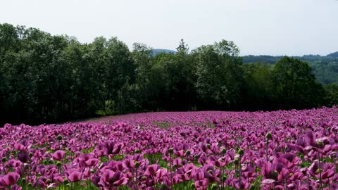 Purple-pink flowers field blowing by the wind